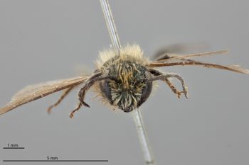 Media type: image;   Entomology 790558 Aspect: head frontal view